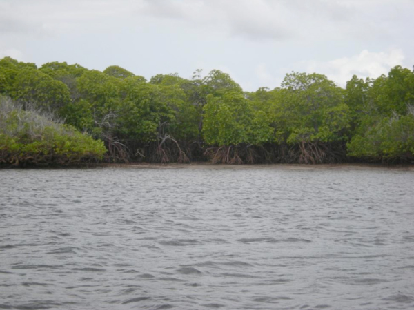 Bruce Byers Consulting Mangroves of Lamu