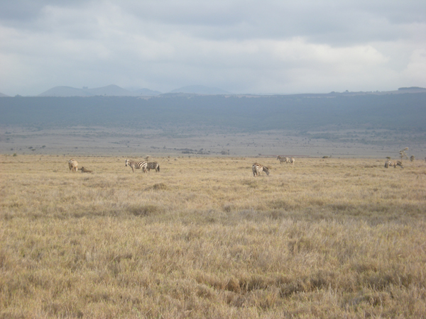 Bruce Byers Consulting Mt. Kenya Lewa Wildlife