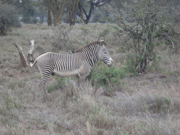 Bruce Byers Consulting Mt. Kenya Lewa Wildlife