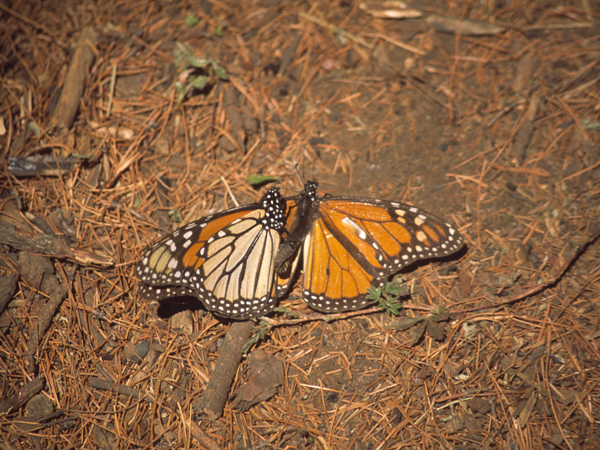 Bruce Byers Consulting - Mariposa Monarch Butterfly