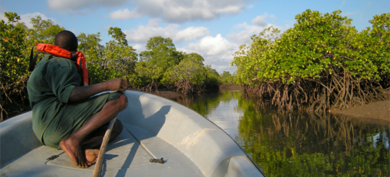 Mangroves in Mozambique9