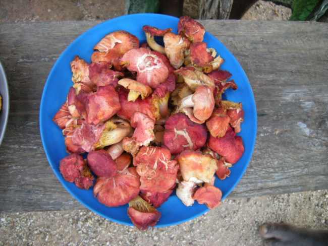 Fresh miombo chanterelle mushrooms for sale near Machinga