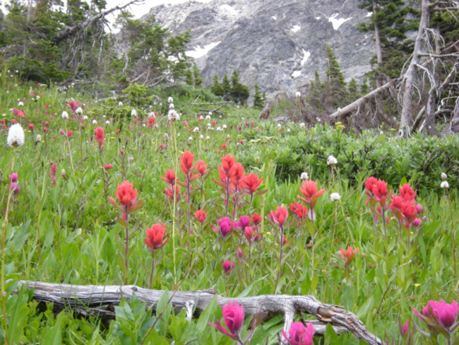 Wildflowers, Indian Peaks Wilderness, Colorado, July 2015