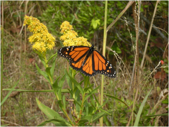 Monarch butterfly, Cape May, NJ, October 2013