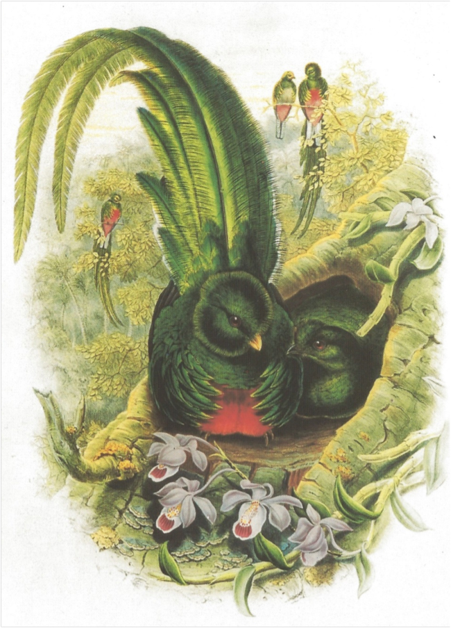 Resplendent Quetzal, from John and Elizabeth Gould's A Monograph of the Trogonidae, or family of Trogons (1838).