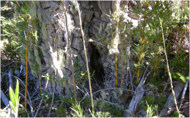 Fire scar at the base of an old Araucaria at the Muir site