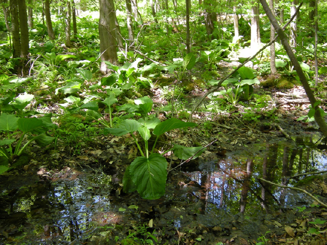 Former celery field at Slabsides reverting to skunk cabbage and red maple swamp