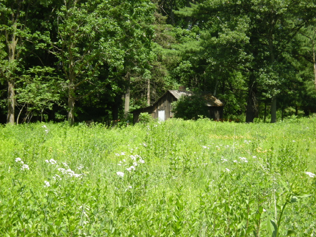 First view of the Shack across a restored prairie field