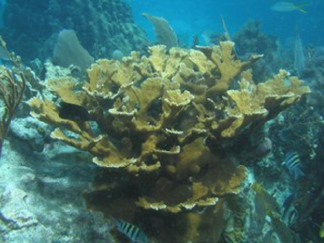Elkhorn coral (Acropora palmata) (Photo: Discover Life)