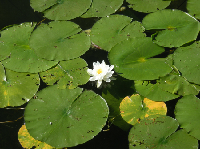 Water lilies on Fountain Lake