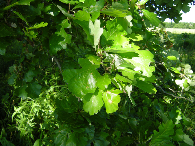 Burr oak (Quercus macrocarpa), Fountain Lake