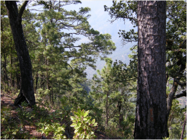 Dense pine (Pinus oocarpa) forest on steep slopes of the watershed of the Río Pasabién. Tree on the left has an old fire scar at its base.