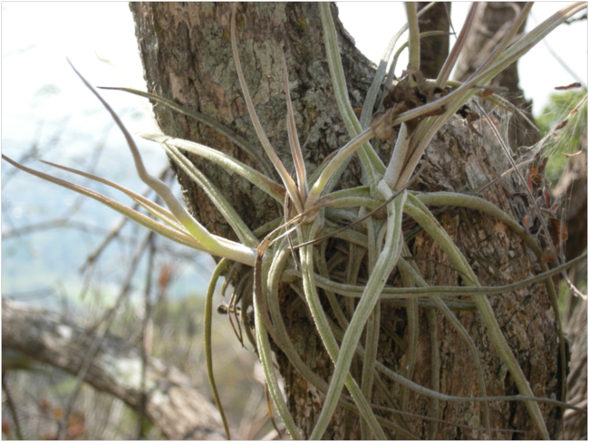 A species of Tillandsia, a bromeliad “airplant,” found in thorn scrub and dry forest vegetation zones