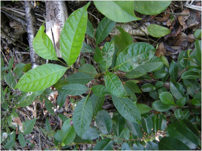 Mahogany seedling from natural regeneration in an old log loading area