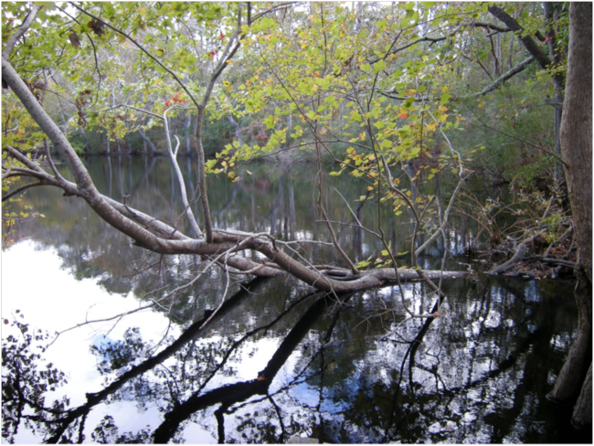 Blackwater pond reflecting November woods, November 2016