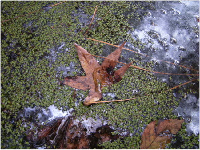 Duckweed (Lemna spp.) on a Nags Head Woods pond