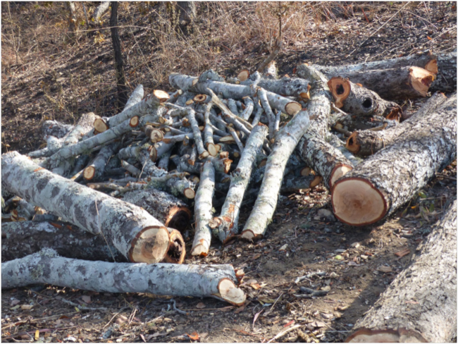 Trees cut for making charcoal (Photo courtesy of Daulos Mauambeta)