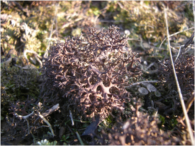 Cetraria steppe, the steppe lichen, at Naholny Krazh, March 2011