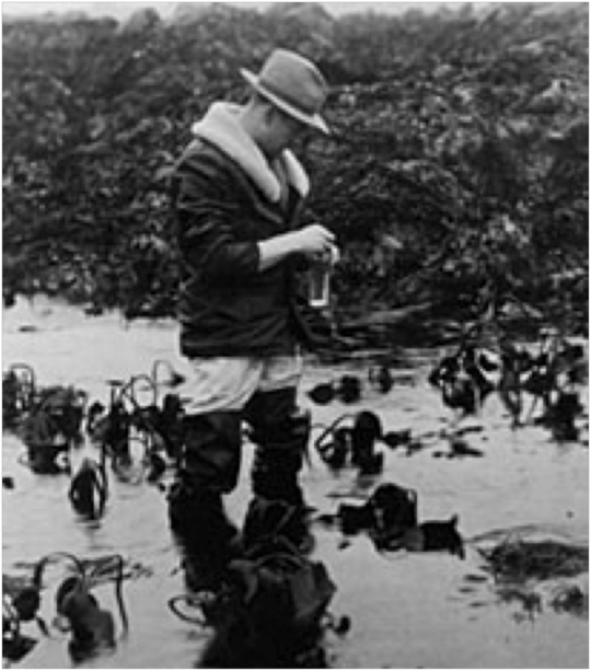 Ed Ricketts collecting at low tide. Photo courtesy of Special Collections, Stanford University Libraries.