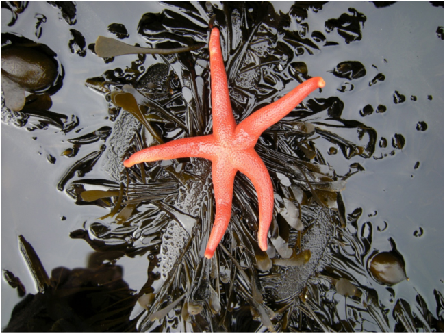 Pacific Blood Star, Henricia leviuscula. Cape Arago, August 2017.