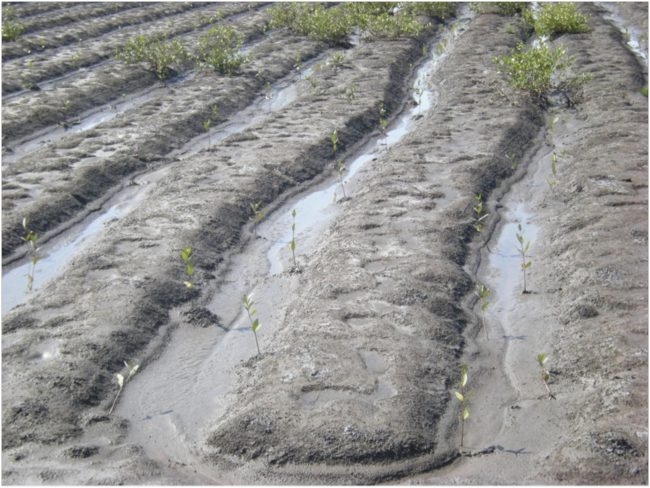 Mangrove seedlings planted in furrows near Mirazane neighborhood of Quelimane; note some natural regeneration at top of photo