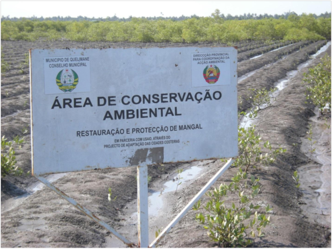 Area of mangrove planting near Mirazane neighborhood of Quelimane