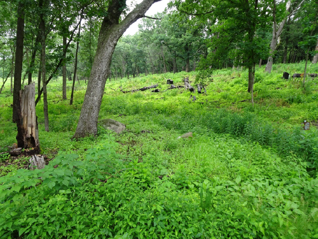 Restoration of oak savanna in the Grady Tract