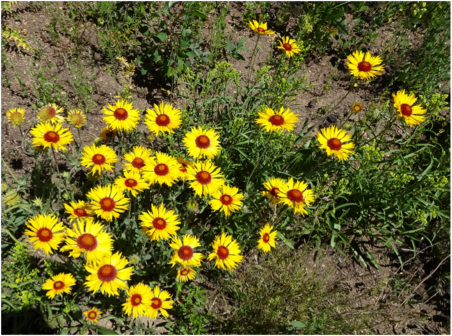 Blanketflower in the area burned by the Cold Springs Fire, July 2018.