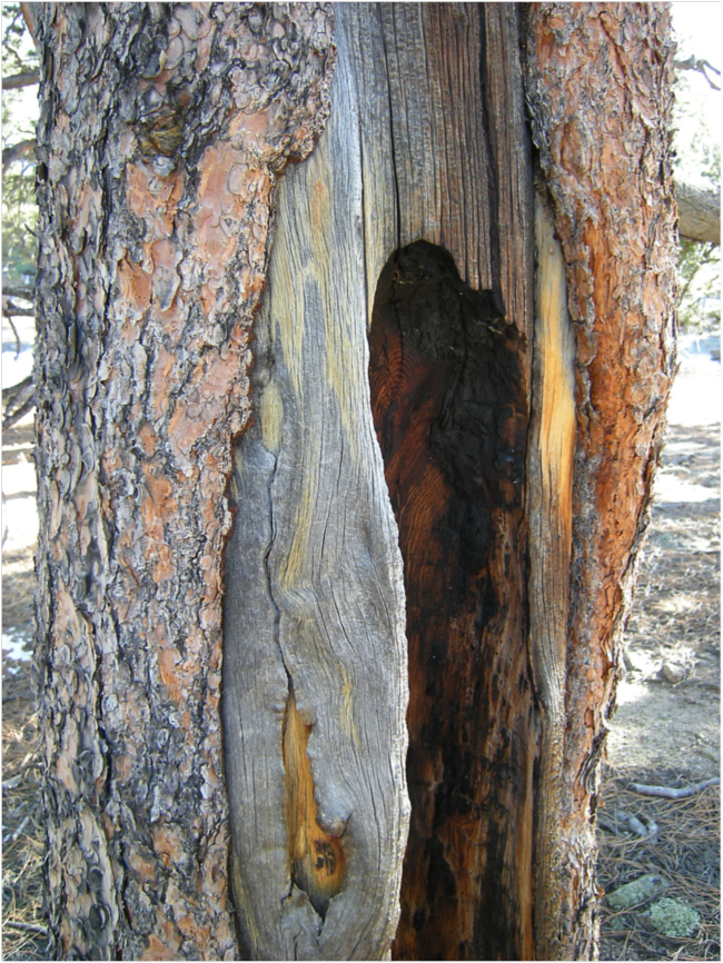 Ponderosa pine (Tree #1) with overlapping lightning and fire scars, July 2018.