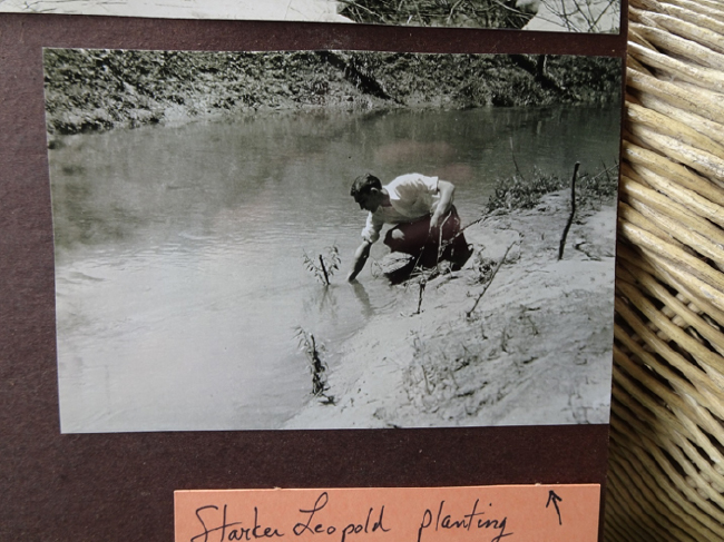 Historic photo of Starker Leopold planting willows. Photo courtesy of USDA Natural Resources Conservation Service and Jon Lee.