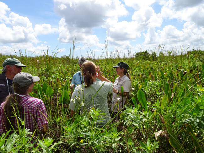 Dr. Julie Whitlock talking to ecologists on the floating marsh, Barataria Preserve, Louisiana, 5 August 2018.