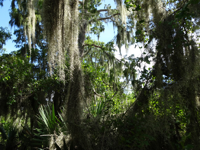 Baldcypress, Spanish moss, and palmetto along the Bayou Coquille Trail.