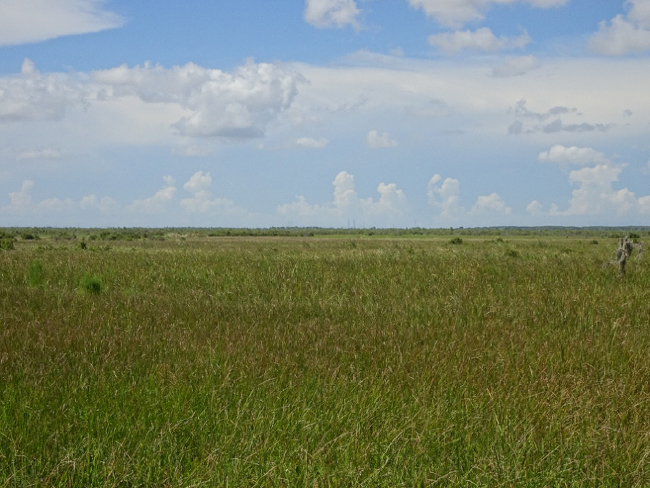 View across the floating marsh from the Kenta Canal viewpoint, Barataria Preserve, Louisiana.