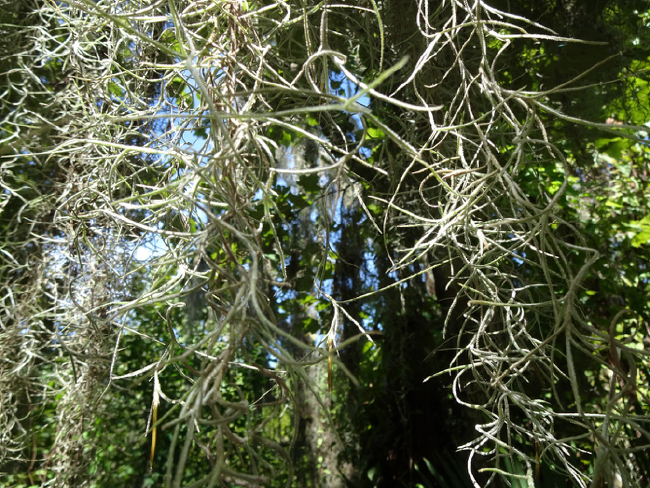 Close-up of Spanish moss, Tillandsia usneoides.