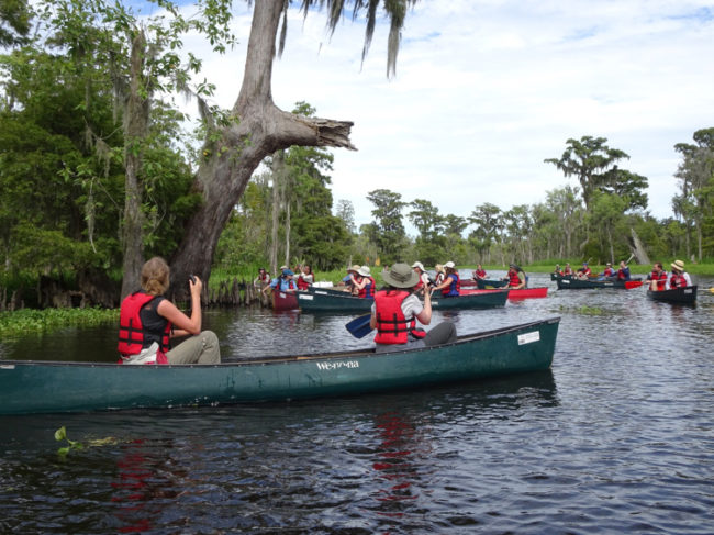 Ecological Society paddlers under the “Louisiana Purchase” baldcypress.