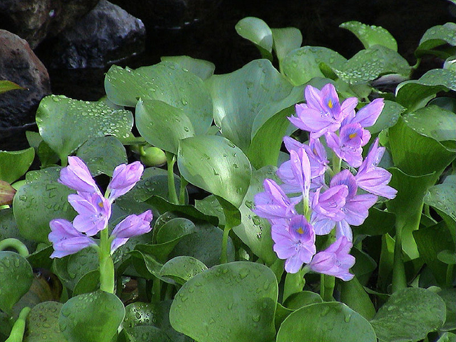 Water hyacinth, Eichhornia crassipes. Photo by W. Hagens, Wikimedia Commons.