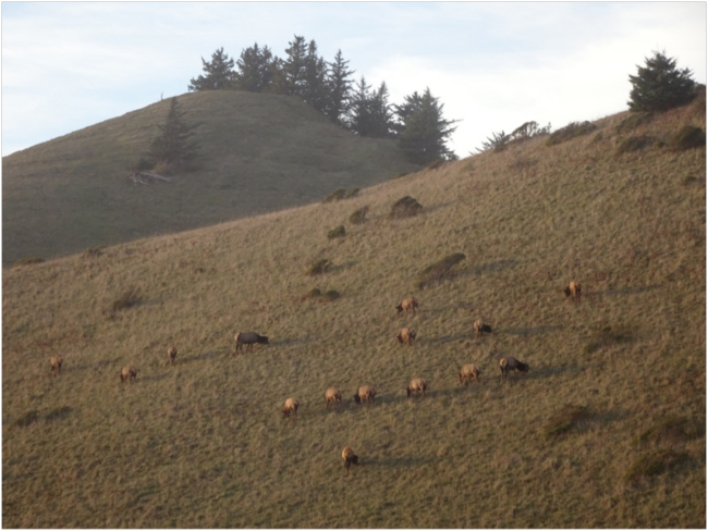Elk grazing in Cascade Head meadows protected by The Nature Conservancy