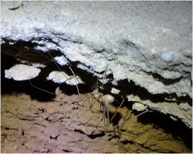 Cave cricket (Hadenoecus cumberlandicus) in Great Onyx Cave