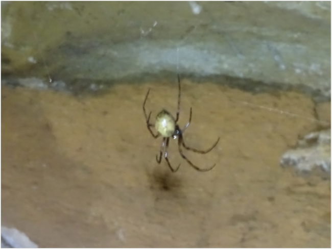 The cave orb-weaver spider (Meta ovalis) in Great Onyx Cave