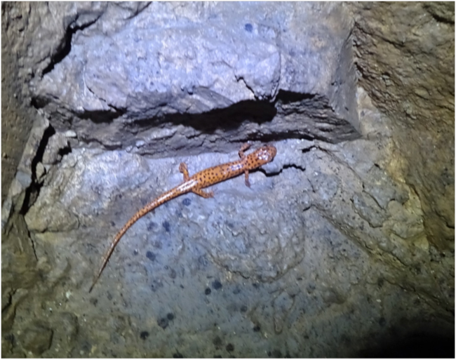 Eurycea lucifuga, the cave salamander, at the entrance to Great Onyx Cave