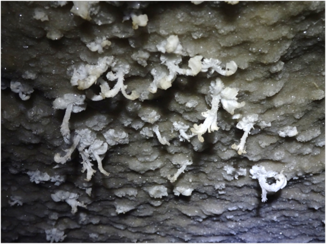 Gypsum extrusions from the ceiling of Great Onyx Cave