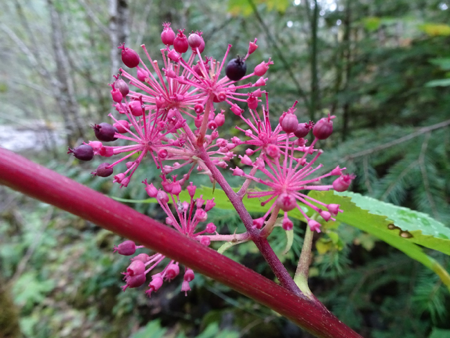 Aralia californica, the “fireworks flower,” blooming in the Andrews