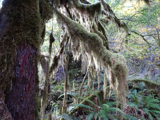 Moss-draped Pacific yew (Taxus brevifolia) along Lookout Creek in the Andrews Experimental Forest