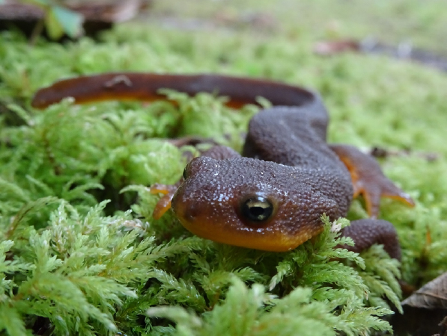 Rough-skinned newt in the Andrews Forest, October 2019