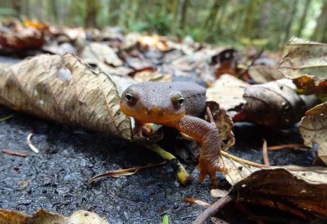 Eye to eye with a rough-skinned newt, Andrews Forest, October 2019