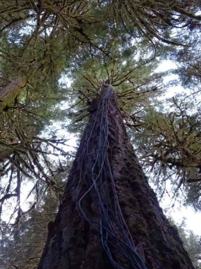 The “Discovery Tree,” an instrumented Douglas-fir near the Andrews Forest headquarters, October 2019.