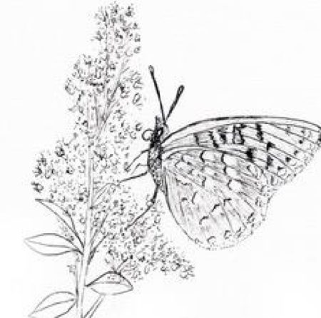 Oregon silverspot butterfly