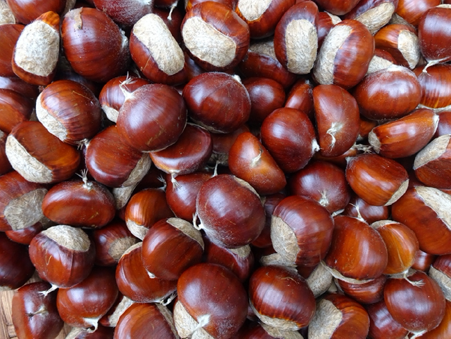 Chestnut harvest, September 2020 