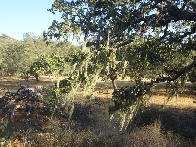 Blue oak with Ramelina lichens, Figueroa Valley, Sedgwick Reserve
