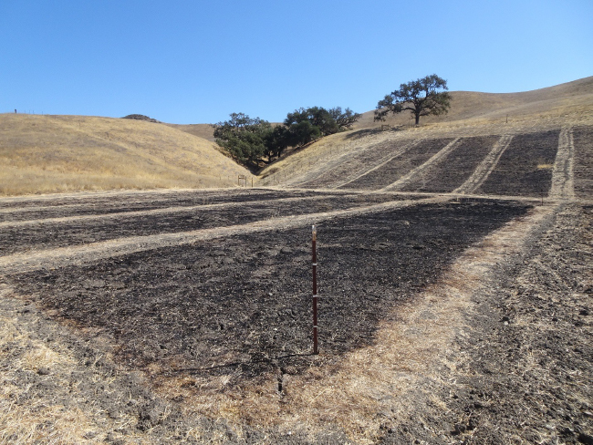 Experimental plots for controlled-burn experiment on effects of grazing on grassland fire, Sedgwick Reserve